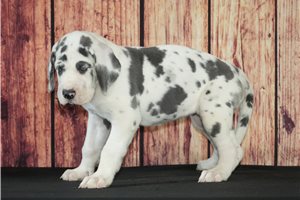 Gina - Great Dane for sale