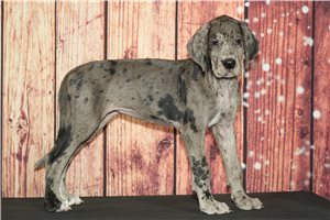 Sally - Great Dane for sale