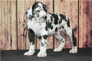 Gustaf - Great Dane for sale