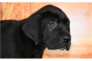 Wilda - puppy for sale
