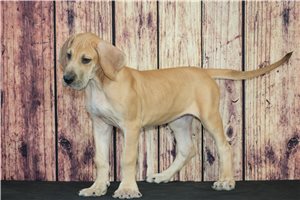 Lola - puppy for sale