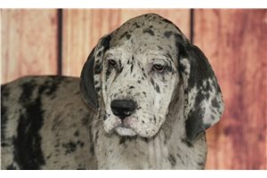Shadow - Great Dane for sale