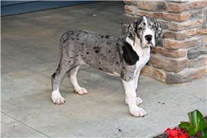 Kozac - Great Dane for sale
