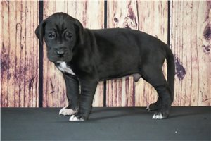 Homer - Great Dane for sale