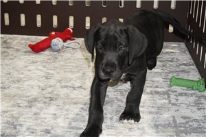 Raven - Great Dane for sale