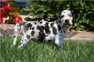 Cassie - Great Dane for sale
