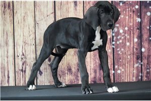 Bella - Great Dane for sale