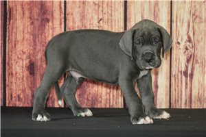 Jonah - Great Dane for sale