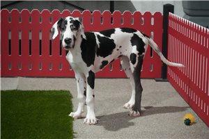 Olga - Great Dane for sale