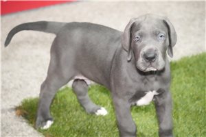 Ayce - Great Dane for sale
