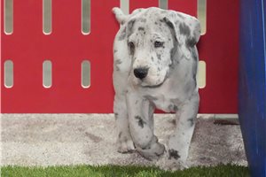 Ernie - Great Dane for sale