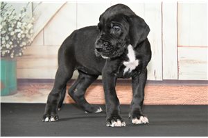 Dolly - Great Dane for sale
