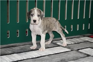 Dana - puppy for sale
