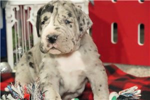 Apollo - puppy for sale