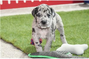 Seth - puppy for sale