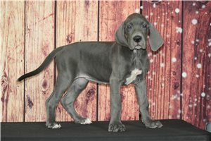Udoo - Great Dane for sale