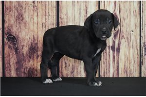 Lana - Great Dane for sale