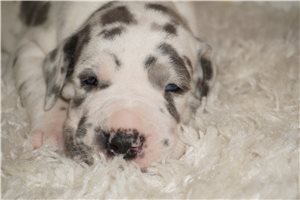 Maxi - Great Dane for sale