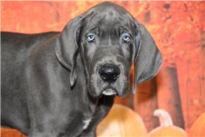 Milton - Great Dane for sale