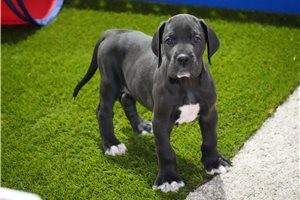 Kota - puppy for sale