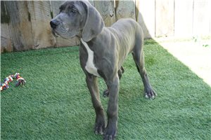 Abby - Great Dane for sale