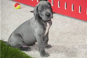 Harley - puppy for sale