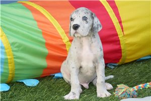 Scout - puppy for sale