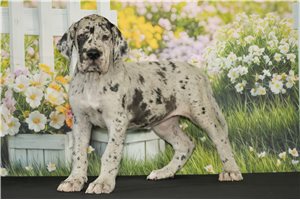 Inez - Great Dane for sale