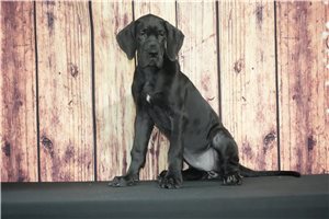 Winnie - Great Dane for sale