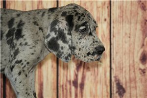Tamica - Great Dane for sale