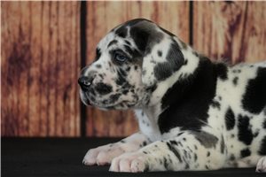 Lois - puppy for sale