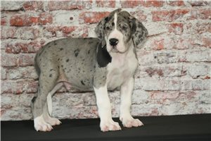 Kozac - Great Dane for sale