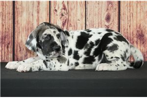 Lois - Great Dane for sale