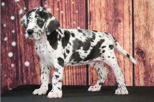Horst - Great Dane for sale