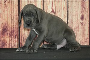 Pedro - Great Dane for sale