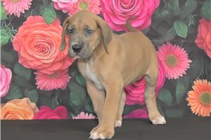 Kodak - Great Dane for sale
