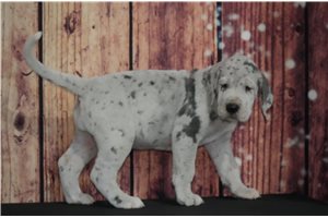 Vanna - Great Dane for sale