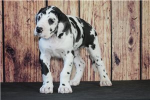 Gidget - Great Dane for sale
