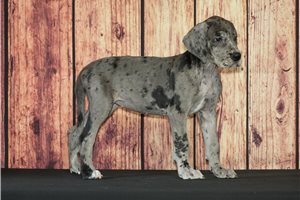Sally - Great Dane for sale
