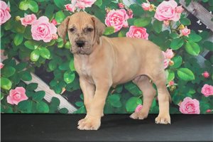 Dallas - puppy for sale