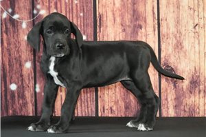 Trudy - Great Dane for sale