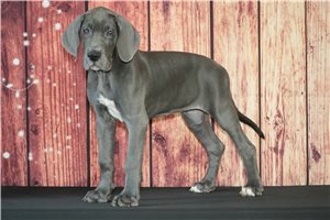 Udoo - Great Dane for sale