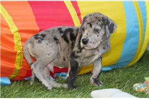 Walter - puppy for sale