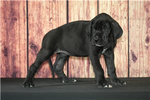 Sierra - puppy for sale