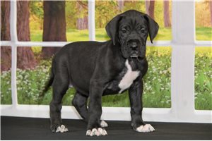 Lady - Great Dane for sale