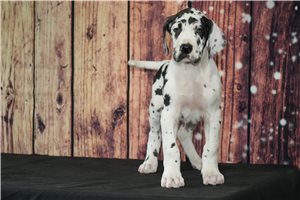 Piper - Great Dane for sale