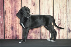 Lana - Great Dane for sale