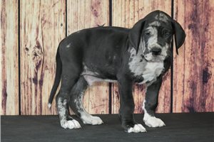 Noah - puppy for sale