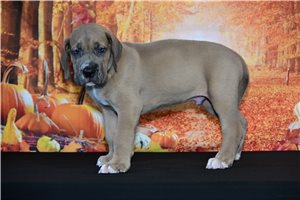 Kodak - Great Dane for sale