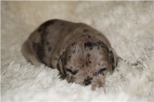 Xena - puppy for sale